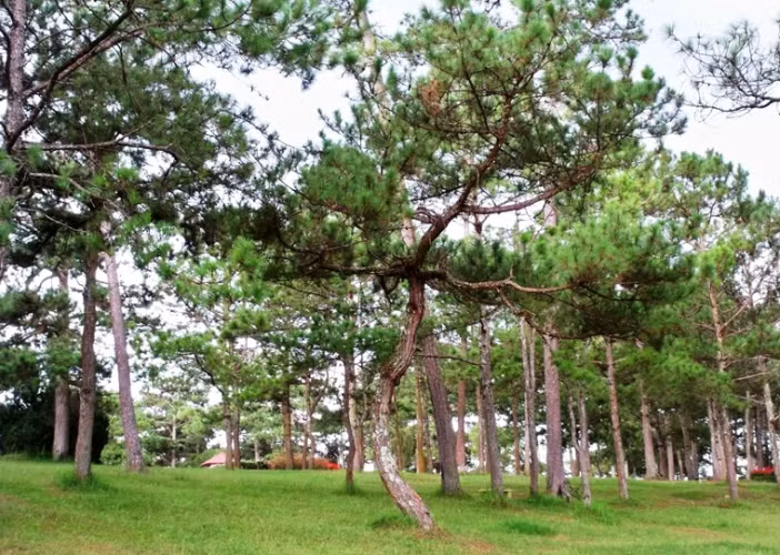 Đà Lạt (tỉnh Lâm Đồng) được mệnh danh là thành phố sương mù với những rừng thông bạt ngàn, thu hút đông đảo du khách trong nước và quốc tế.