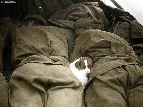 Giấc ngủ bên chiến hào của hai người lính Liên Xô cùng chú chó yêu quý của mình. Nguồn ảnh: English-Russia