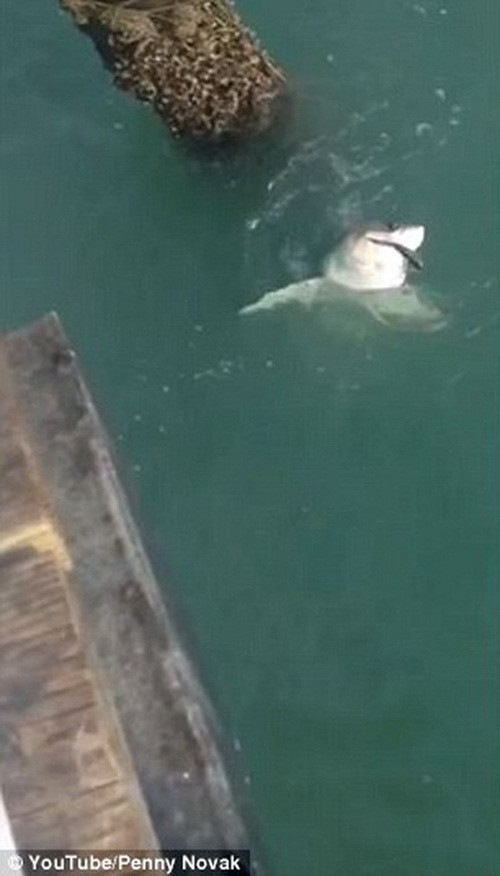 Con cá mập trắng hung ác đã mắc vào lưỡi câu của Novak.