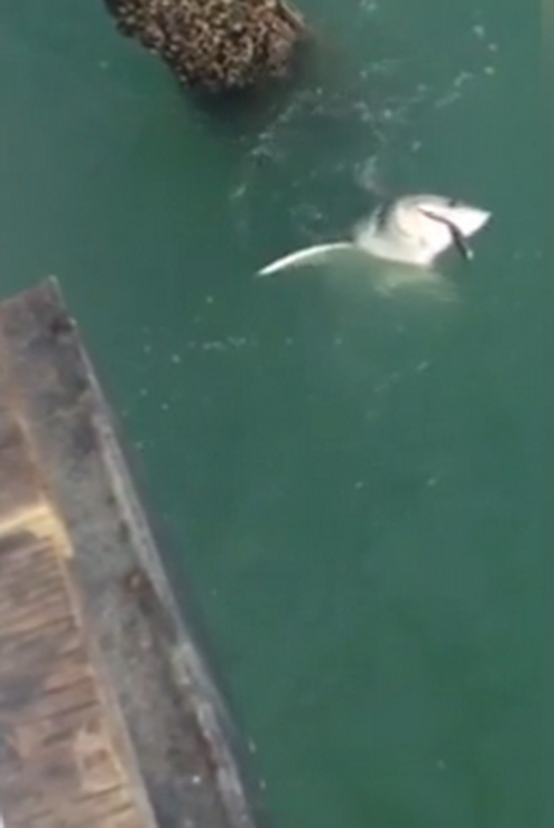 Con cá mập trắng vùng vẫy vật vã khi cố thoát khỏi cái lưỡi câu.