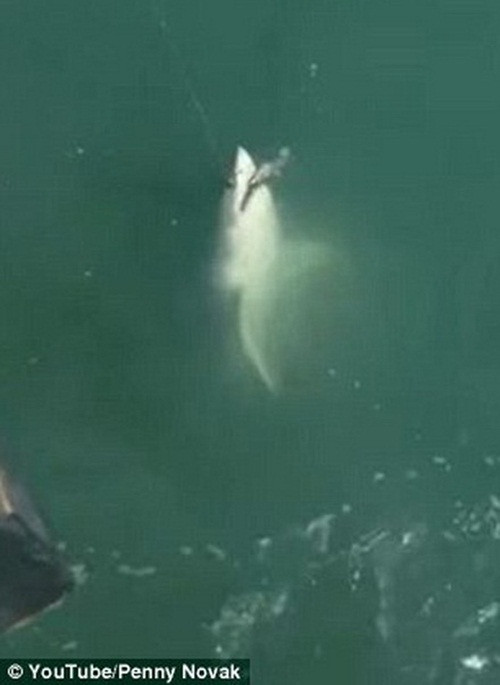 Novak rất vất vả khi giằng co với con cá mập.