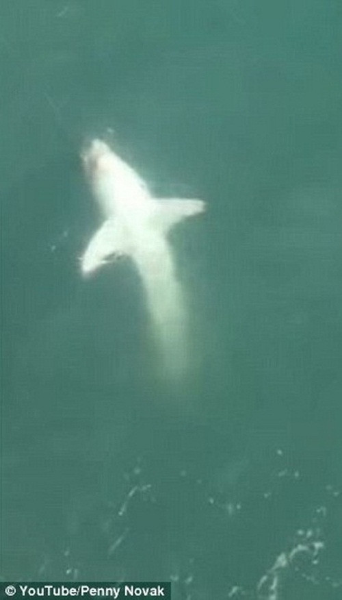 Sau hơn 20 phút giằng co, con cá mập trắng cắn câu mới chịu buông tha cho Novak, không vẫy vùng mạnh mẽ khiến cô Novak hoảng hốt nữa.