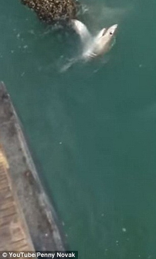 Novak cho biết, cô chưa từng chứng kiến cảnh tượng nào như vậy.