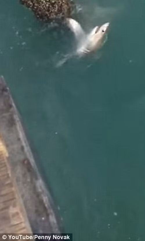 Novak cho biết, cô chưa từng chứng kiến cảnh tượng nào như vậy.