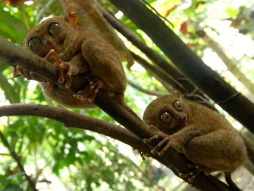 Tuy nhiên, vào năm 2007, loài khỉ này lại xuất hiện và trở thành hiện tượng gây xôn xao suốt một thời gian dài. Chúng có một đôi mắt to, lồi ra cực kỳ khác biệt, bên cạnh đó đôi tai to không kém hỗ trợ đắc lực cho loài khỉ này khi nghe ngóng động tĩnh của con mồi như côn trùng, chim, rắn hay thằn lằn.