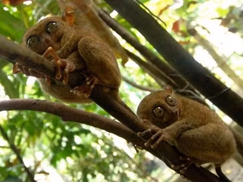 Tuy nhiên, vào năm 2007, loài khỉ này lại xuất hiện và trở thành hiện tượng gây xôn xao suốt một thời gian dài. Chúng có một đôi mắt to, lồi ra cực kỳ khác biệt, bên cạnh đó đôi tai to không kém hỗ trợ đắc lực cho loài khỉ này khi nghe ngóng động tĩnh của con mồi như côn trùng, chim, rắn hay thằn lằn.