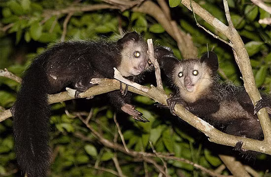 Loài khỉ quý hiếm tiếp theo cũng là một loài khỉ có ngoại hình đặc biệt, nhưng không giống như khỉ Tarsier được mọi người yêu thương vì vẻ ngoài đáng yêu, khỉ Aye Aye lại bị mọi người xa lánh, ghét bỏ thậm chí săn giết chỉ vì ngoại hình của mình.