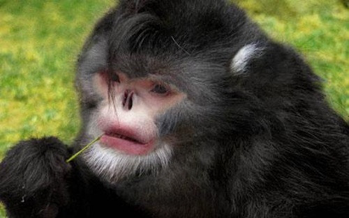 Khỉ mũi hếch hay còn gọi là khỉ hắt hắt hơi. Do cấu tạo mũi đặc biệt nên loài khỉ này luôn bị hắt hơi khi trời mưa. Đây là loài khỉ đặc biệt quý hiếm và rất khó bắt gặp trong tự nhiên. Những hình ảnh về loài khỉ này cũng vô cùng hiếm hoi.