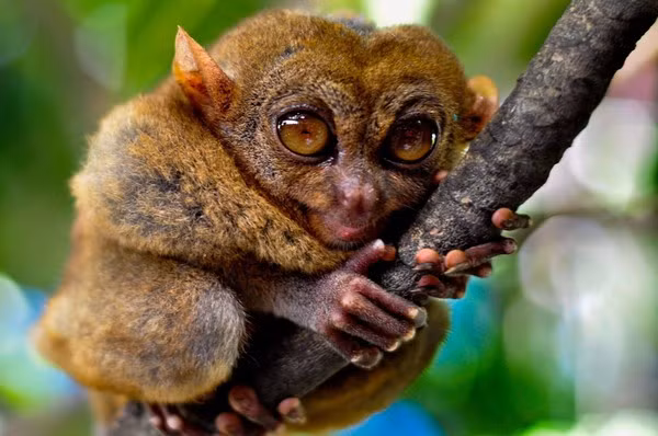 Đứng đầu danh sách những loài khỉ quý hiếm nhất tự nhiên có lẽ là khỉ lùn Tarsier. Chúng thậm chí còn được cho là đã tuyệt chủng từ năm 1921 khi người ta không thể tìm thấy bất cứ một cá thể khỉ lùn Tarsier nào nữa.
