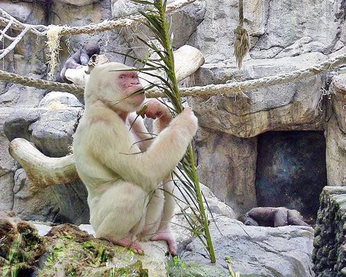 Con khỉ đột biến đầu tiên là con khỉ đột bạch tạng có tên Snowflake. Con khỉ nổi tiếng này đến vườn thú Barcelona, Tây Ban Nha vào những năm 1960 và đã gây xôn xao dư luận trong suốt một thời gian dài.