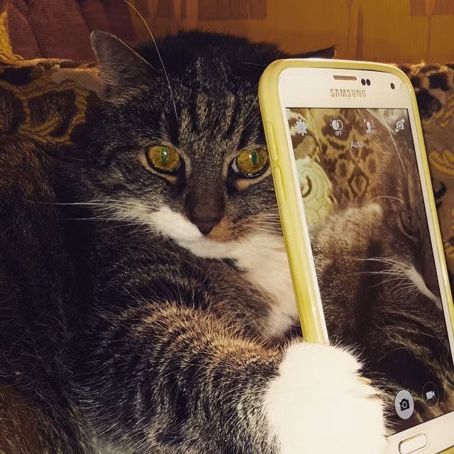 12. Chỉ một hành động nhỏ như chụp ảnh tự sướng, mèo cũng có thể "đốn gục" trái tim của con người.