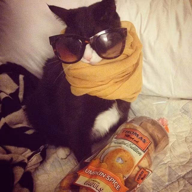 13. Chỉ cần một vài phụ kiện đơn giản, loài mèo có thể đánh bật bất cứ ngôi sao thời trang ăn diện ngút trời nào.