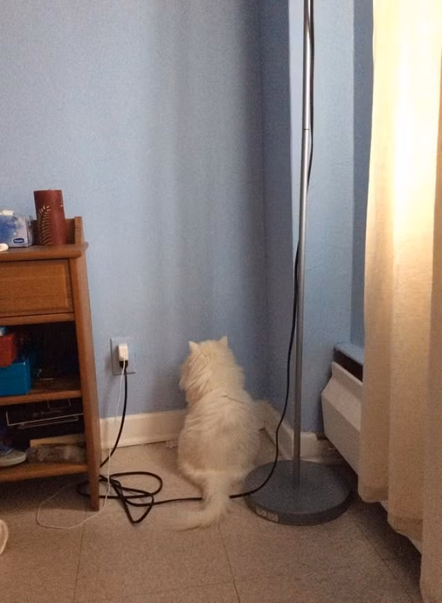 7. Thậm chí người ta nghi ngờ mèo có khả năng siêu nhiên, ví dụ như "nhìn xuyên tường".