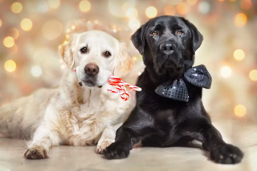 Nghỉ lễ, Mali cùng bạn bè quây quần bên nhau.