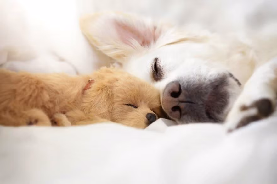 Mali và cậu bạn nhỏ ngủ bên nhau sau khi chơi mệt.