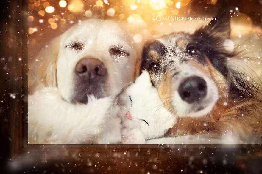 Mali cũng có những người bạn thân nhất, tốt nhất của mình là những chú chó khác. Tình bạn động vật giữa Mali và những chú chó này giống như tình bạn của trẻ nhỏ, chân thành, trong sáng, không chút toan tính.