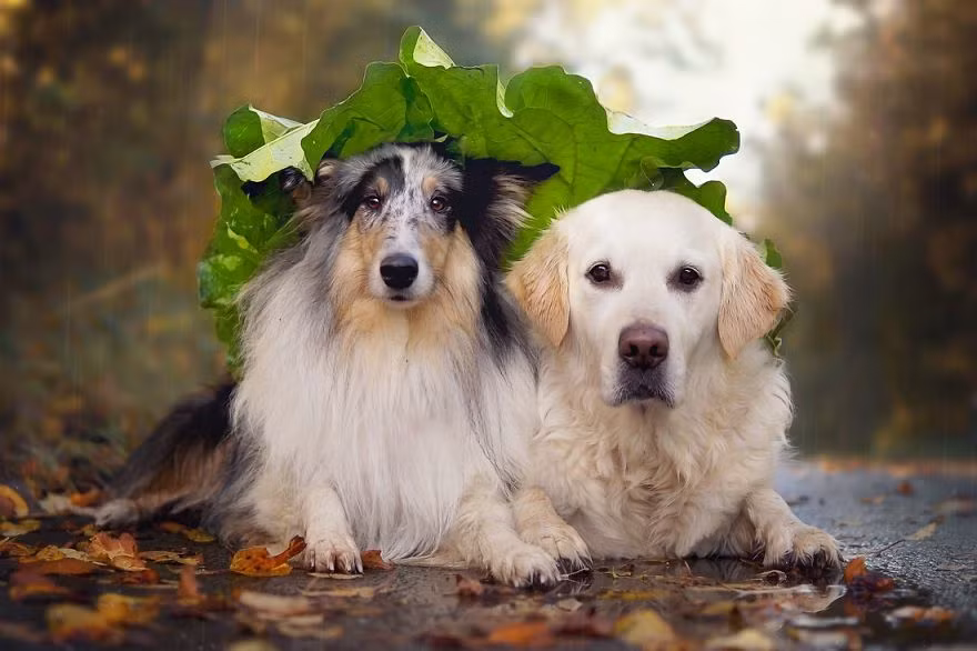 Mali (bên phải) là một chú chó thuộc giống chó Golden Retriever. Đây là loài chó rất thông minh, luôn cư xử đúng mực và rất yêu chủ. Chúng dễ dạy dỗ, luôn tỏ ra kiên nhẫn và dịu dàng đối với trẻ nhỏ. Trung thành, tin cậy, dễ bảo, thân thiện với tất cả mọi người, mọi loài động vật, nhất là những con chó khác.