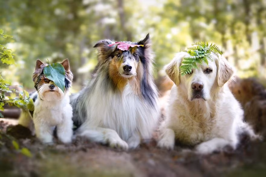 Tình bạn thân thiết giữa những chú chó này cũng khiến nhiều người thích thú. Trong ảnh là Mali và các bạn làm trò lố, tạo dáng chụp ảnh với những chiếc lá cây ngộ nghĩnh trên đầu.