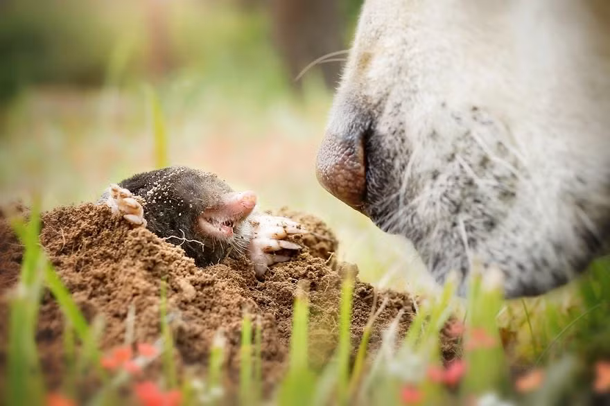 Mali cũng rất chăm chỉ kết bạn với những động vật khác loài. Ngay cả chuột chũi ranh mãnh cũng rất quý Mali nhờ tính thân thiện, hòa đồng của chú chó này.