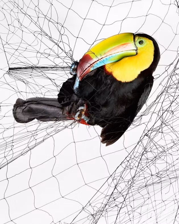 Cảnh tượng chim tu-căng, tên khoa học là Ramphastos sulfuratus bị mắc kẹt trong bẫy lưới được chụp bởi nhiếp ảnh gia Todd Forsgren.