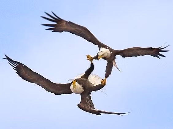 Tuy vậy, chỉ cần am hiểu về tập tính của loài động vật dũng mãnh này một chút, bạn sẽ nhận ra đâu là không chiến, đâu là giao phối.