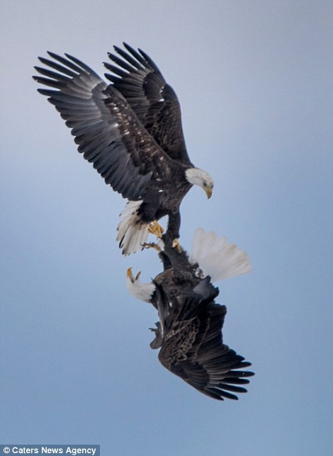 Theo cô Luduska, đôi đại bàng hói say tình đã thực hiện những màn nhào lộn trên không đẹp mắt đến không thể tin được.