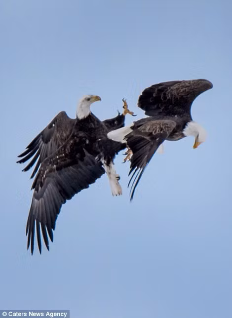 Chúng liên tục vườn đuổi nhau, vỗ cánh bay vút lên cao rồi lại thả mình lao xuống dưới nhịp nhàng và đầy cảm hứng.