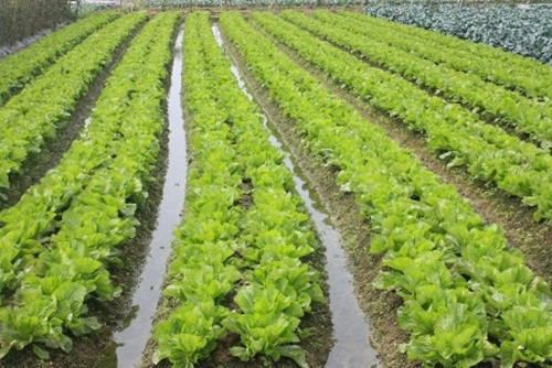 Nguời dân trông chờ vào ruộng rau cải cải bẹ đang chuẩn bị được thu hoạch và bán ra thị trường với giá từ 3.000 – 5.000 đồng/kg