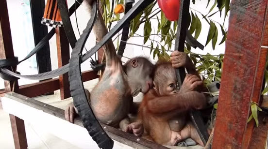 Sau những giây rụt rè, sợ hãi, Asoka đã dần chấp nhận Gito, quấn quít không muốn rời. Tình bạn của hai chú đười ươi mồ côi hình thành từ những cử chỉ quan tâm nhỏ nhất.