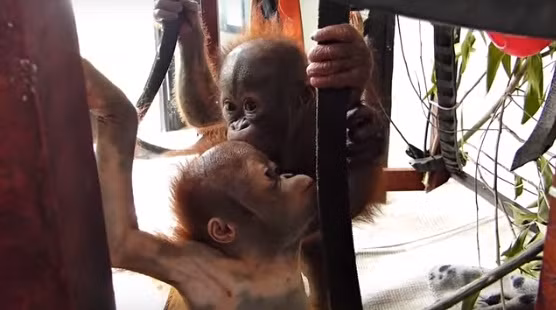 Vượt qua muôn vàn khó khăn, giờ đây cả hai đều có một cơ hội lớn lên khỏe mạnh, đồng hành và hỗ trợ nhau suốt cuộc đời.