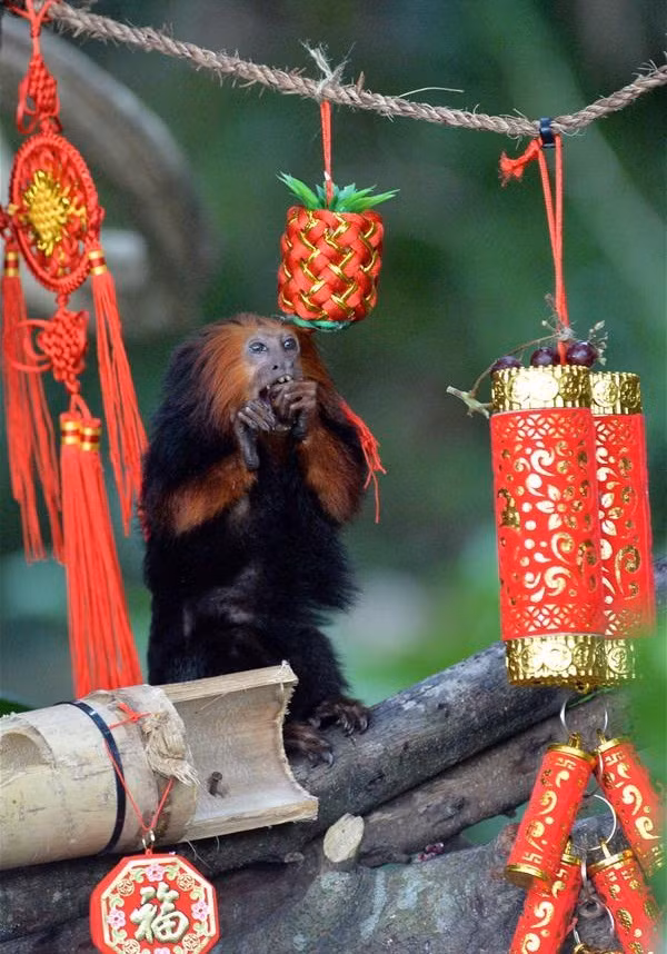 Kèm theo những túi quà đầy ắp hoa quả mà loài khỉ thích ăn, khu vực sinh sống của những "đệ tử" Tề Thiên Đại Thánh này còn được trang hoàng bằng những đồ trang trí nổi bật.