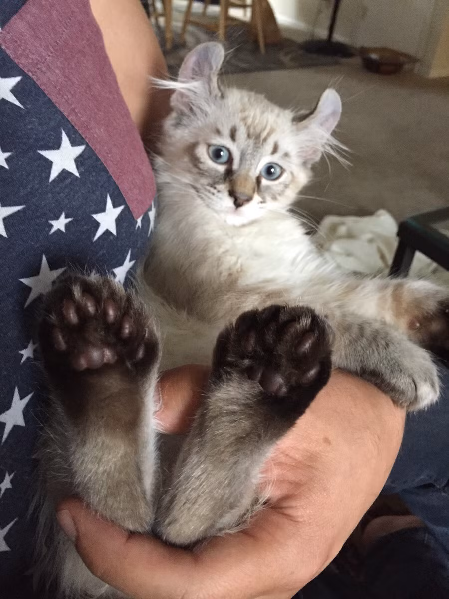 Bàn chân khổng lồ của chúng là để thích nghi với những vận động trên nền tuyết sâu, dày.