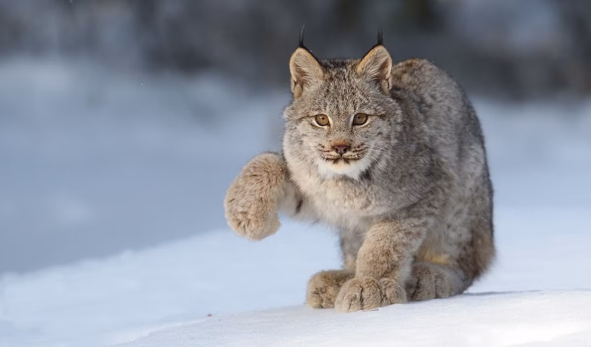 Linh miêu Canada và bàn chân khổng lồ siêu đáng yêu.