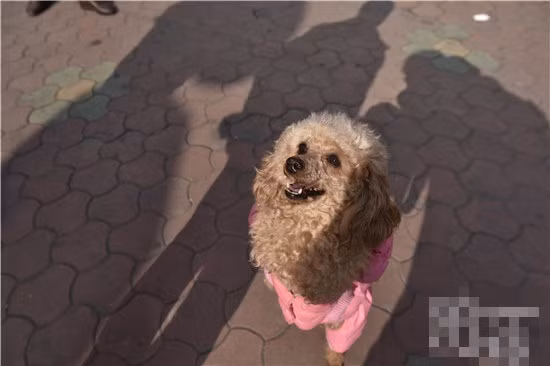 Được chủ nhân chăm sóc tận tình, Barbie hồi phục rất nhanh nhưng việc đi lại gặp rất nhiều khó khăn khi cô chó mất một chân trước. Không giống như quá khứ, Barbie không thể sống sôi nổi, vui vẻ, nhảy nhót khắp nhà được nữa. Chỉ riêng chuyện đi vệ sinh cũng là một vấn đề nan giải với cô. Sáu tháng sau, Barbie quyết định thích nghi với hoàn cảnh, bắt đầu đứng dậy đi bộ. Mặc dù liên tục vấp ngã dúi dụi nhưng Barbie không bỏ cuộc.