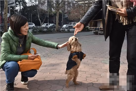 Ở Tây Ngọc Long, Thành Đô, Tứ Xuyên, Trung Quốc có một cô chó giống Poodle tên là Barbie. Cô chó đi bằng hai chân siêu đáng yêu luôn là tâm điểm của mọi sự chú ý mỗi lần xuất hiện trên đường cùng với chủ nhân của mình. Chỉ cần chủ nhân hô "Barbie, đi kiểu thảm đỏ nào!", cô chó sẽ ngay lập tức dựng thẳng người và đi lại bằng hai chân vô cùng dễ thương.