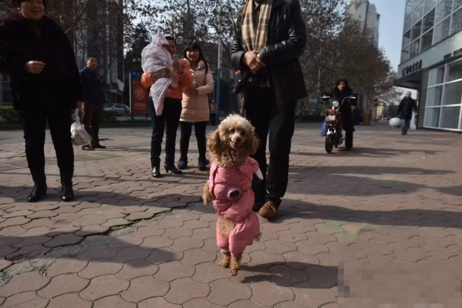 Những nỗ lực lặp đi lặp lại cho đến một ngày vợ chồng ông Trần vô cùng hạnh phúc khi Barbie đứng trên hai chân sau, lắc lư đi về phía họ. Bây giờ, Barbie đã có thể đứng và đi bộ tới 1km đường, lúc mệt mỏi sẽ ngồi xổm xuống để nghỉ ngơi, đòi chủ nhân ôm ấp, yêu thương. Câu chuyện của cô chó nghị lực, đáng yêu Barbie đã truyền cảm hứng cho rất nhiều người, đặc biệt là những người gặp chuyện không may tương tự.