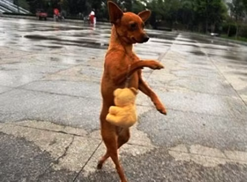 Hình ảnh chú chó sành điệu đeo túi gấu bước đi như siêu mẫu cũng đã làm mưa làm gió một thời gian trên các trang mạng xã hội Trung Quốc.