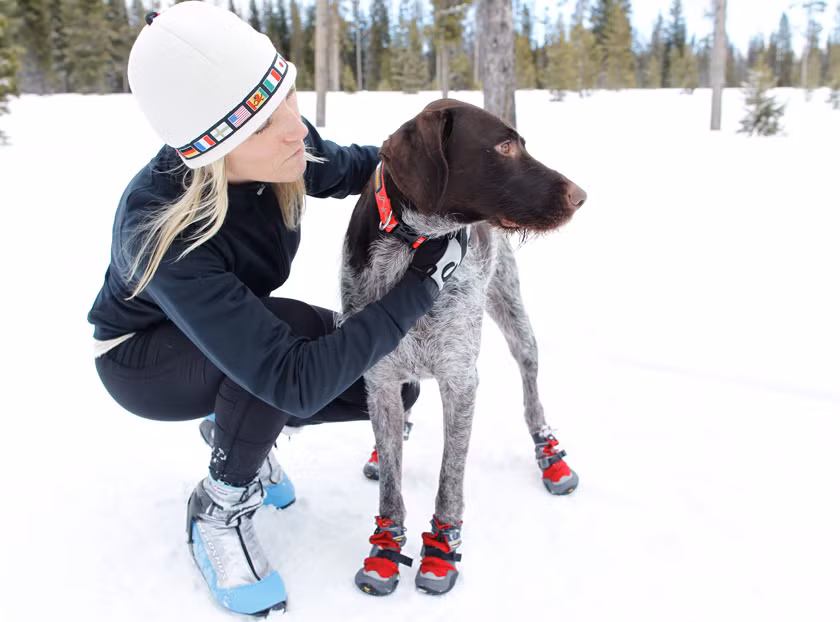 Để không bị buốt chân khi đi trên tuyết, chú chó này diện những chiếc giày đi tuyết nhỏ xíu nhưng cực ấm áp và nổi bật.