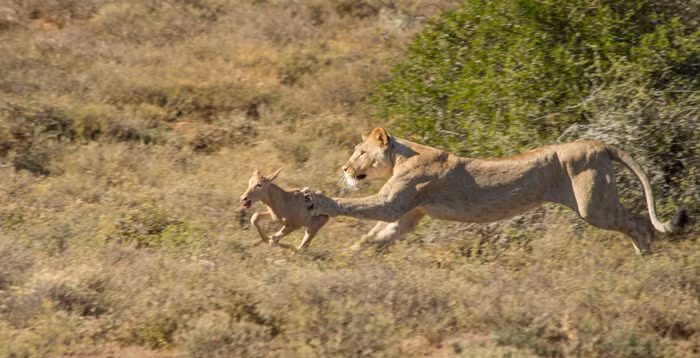 Khi phát hiện một con linh dương Hartebeest đỏ đang ngơ ngác gần bụi rậm, ngay lập tức một con sư tử cái đã lao ra, vươn móng vuốt tử thần về phía linh dương tội nghiệp.