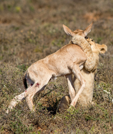 Tuy nhiên còn quá nhỏ và non kinh nghiệm, sư tử con phải vật lộn rất vất vả với con mồi.