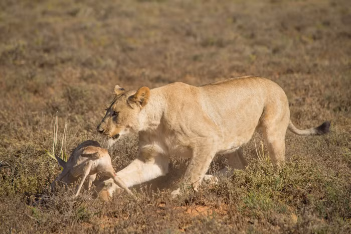 Tuy vậy, không như mọi người tưởng tượng rằng sư tử cái sẽ cắn chết linh dương con ngay lập tức, hoàn thành màn săn mồi ngoạn mục, nhàn nhã. Khi mọi việc trong tầm kiểm soát, sư tử cái bất ngờ dừng lại, nâng con linh dương đang run rẩy lên.