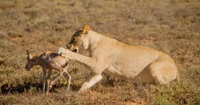 Sau khi linh dương con run rẩy đứng lên, sư tử cái cố ý để con mồi chạy trốn và truy bắt lại lần nữa.