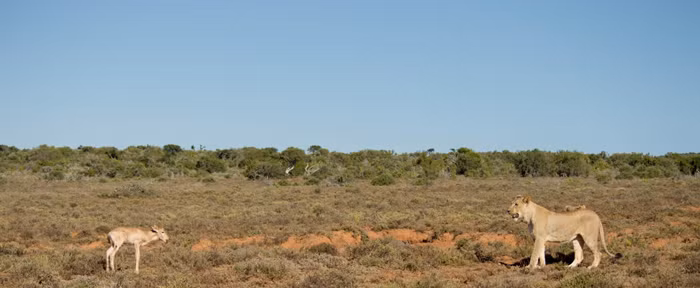 Tại khu bảo tồn động vật hoang dã Kwandwe Private Game Reserve, Nam Phi đã diễn ra một cảnh tượng vô cùng thú vị, không chỉ đơn giản là màn săn mồi ngoạn mục của những mãnh thú mà còn là bài học săn đầu đời của sư tử con.