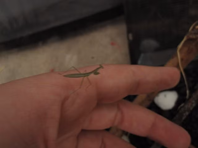 Brownham bắt đầu nuôi nấng, chăm sóc Bug từ khi con bọ ngựa này chỉ là một cô nhóc bé xíu, lớn hơn que tăm một chút.