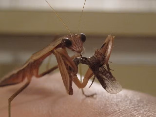 Lớn thêm chút nữa, Bug có thể ăn những côn trùng nhỏ hơn như ruồi, bướm đêm. Cô nàng không ngần ngại dùng bữa ngay trên tay của chủ nhân.