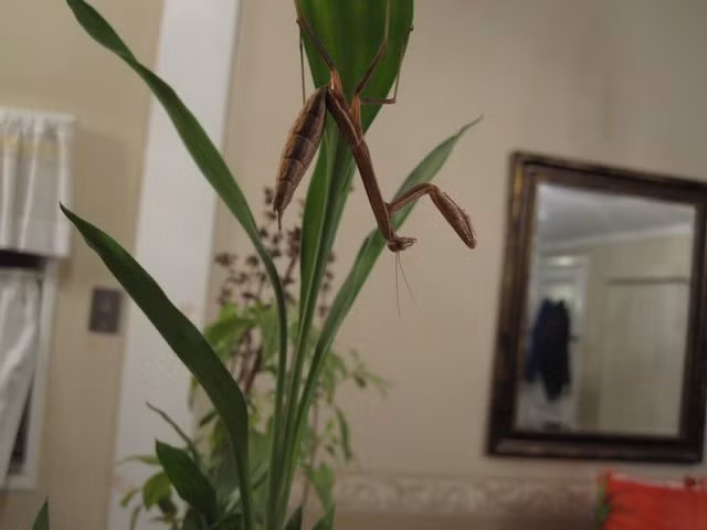 Ở trong nhà, Bug cũng thoải mái tự do đi lại, mọi cành cây, ngọn cỏ trong ngôi nhà đều được cô nàng bọ ngựa này lấy ra thể hiện tài leo trèo đỉnh cao của mình.