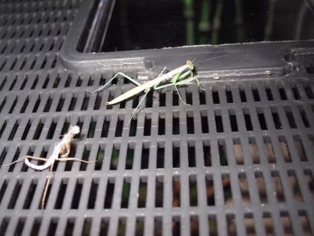 Không phụ công mong mỏi của Brownham, Bug lớn rất nhanh, tiến tới lần lột xác đầu tiên.