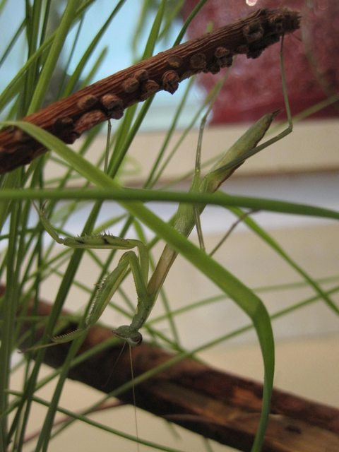 Lột xác thành công, cô bọ ngựa đáng yêu ngày càng xinh đẹp, trưởng thành hơn, có thể tự săn mồi.