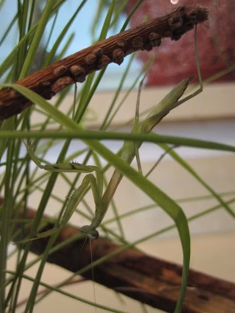 Lột xác thành công, cô bọ ngựa đáng yêu ngày càng xinh đẹp, trưởng thành hơn, có thể tự săn mồi.