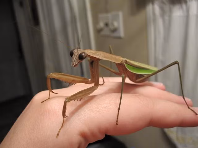 Một người dùng mạng Imgur có nickname là Brownham mới đây đã đăng tải câu chuyện rất xúc động về hành trình cuộc đời của thú cưng độc lạ của mình, một cô bọ ngựa thú cưng. Brownham đã nuôi Bug, cô bọ ngựa xinh đẹp từ tấm bé đến khi Bug sinh con và chết đi.